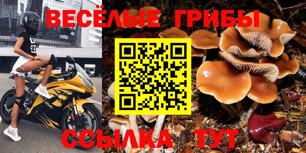 Псилоцибиновые грибы GOLDEN TEACHER Фурманов